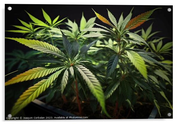 Fresh marijuana leaves, medicinal plant. Ai genera Acrylic by Joaquin Corbalan