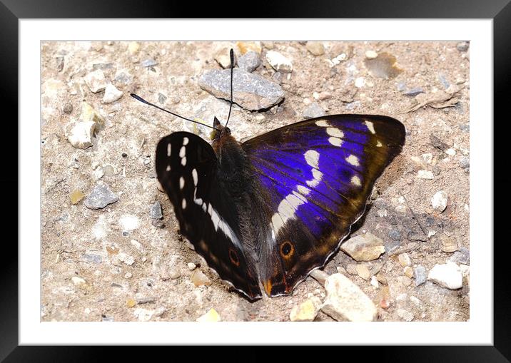 Purple Emperor butterfly  Framed Mounted Print by JC studios LRPS ARPS