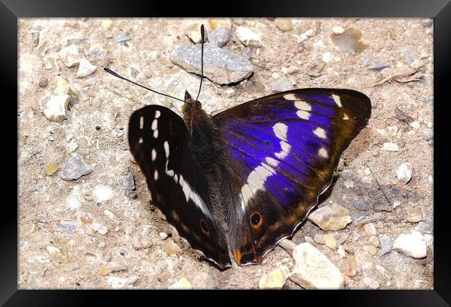 Purple Emperor butterfly  Framed Print by JC studios LRPS ARPS