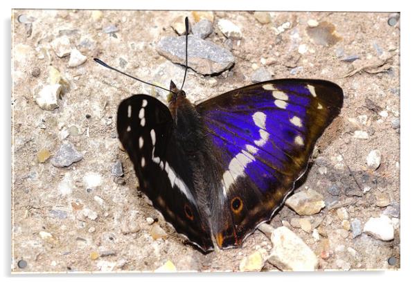 Purple Emperor butterfly  Acrylic by JC studios LRPS ARPS