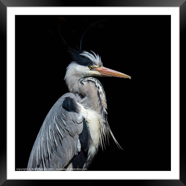 Grey Heron Framed Mounted Print by Brett Pearson