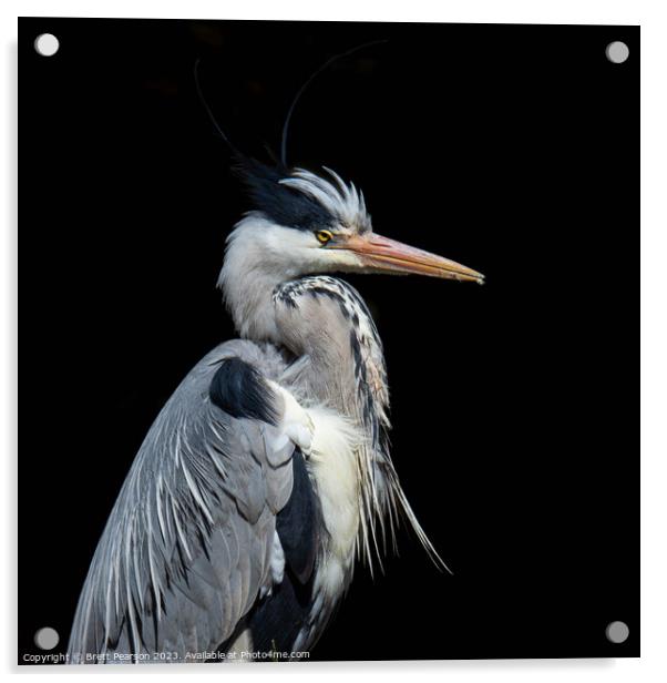 Grey Heron Acrylic by Brett Pearson