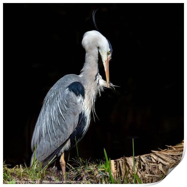 A Grey Heron  Print by Brett Pearson