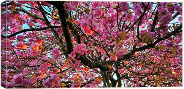 Sunlit Cherry Blossom Canvas Print by Michele Davis