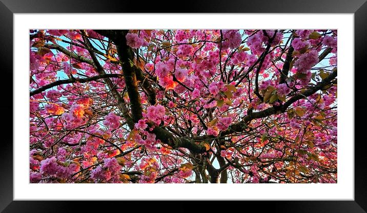 Sunlit Cherry Blossom Framed Mounted Print by Michele Davis