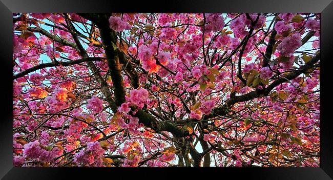 Sunlit Cherry Blossom Framed Print by Michele Davis