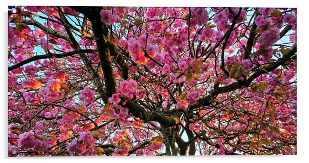 Sunlit Cherry Blossom Acrylic by Michele Davis