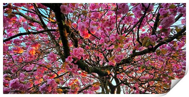 Sunlit Cherry Blossom Print by Michele Davis