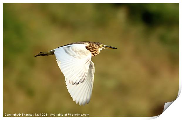 Indian Pond Heron Print by Bhagwat Tavri