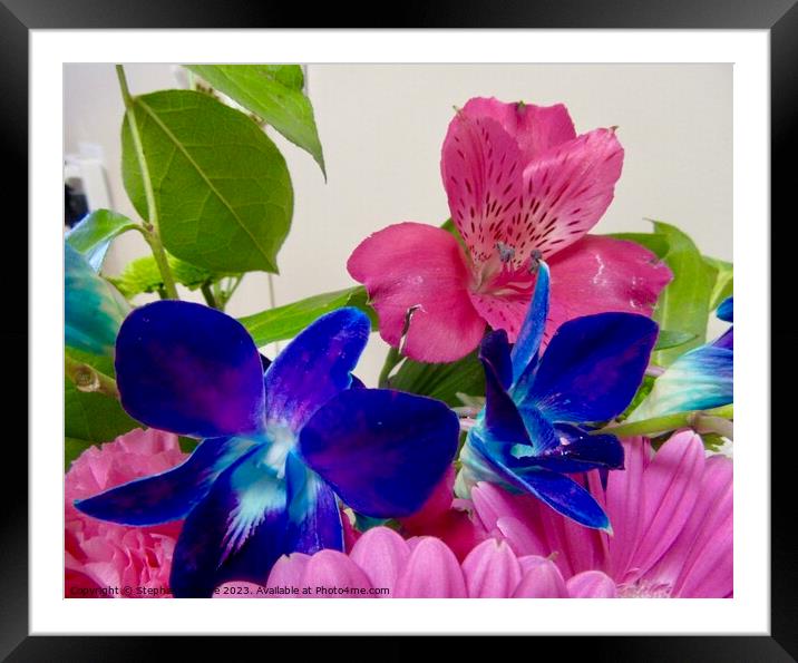 Colourful orchids Framed Mounted Print by Stephanie Moore
