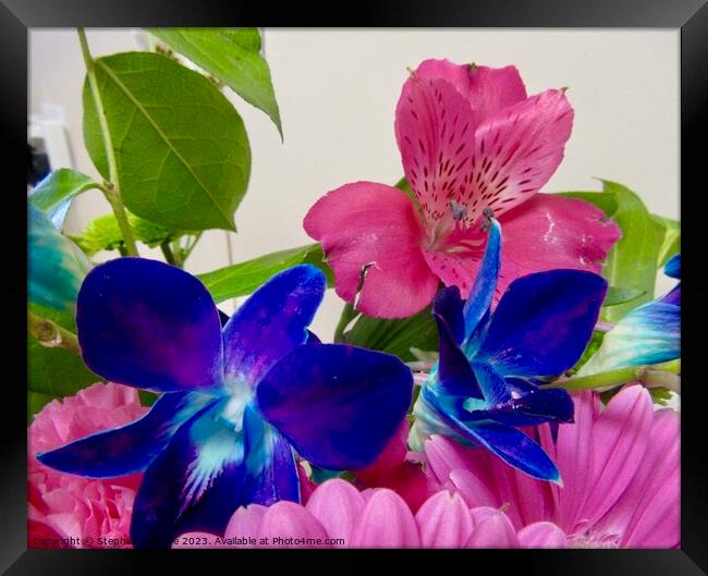 Colourful orchids Framed Print by Stephanie Moore