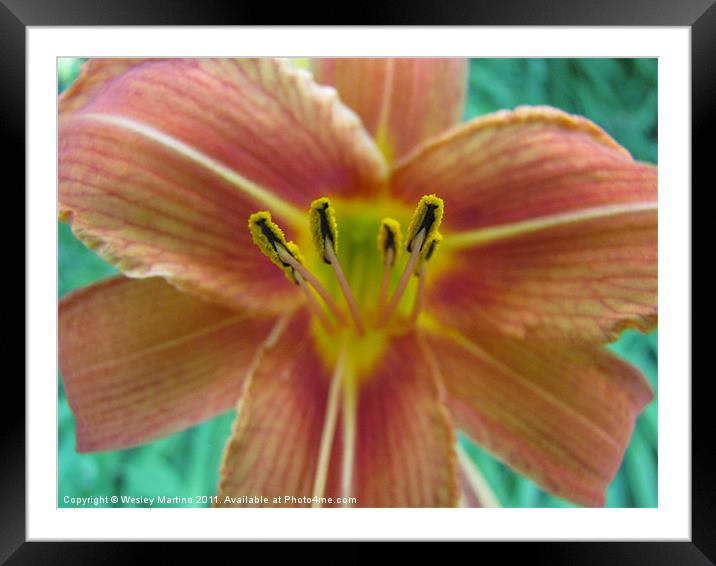 Flower Framed Mounted Print by Wesley Martino