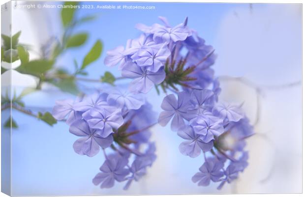 Plumbago Canvas Print by Alison Chambers