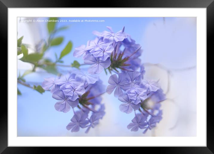 Plumbago Framed Mounted Print by Alison Chambers