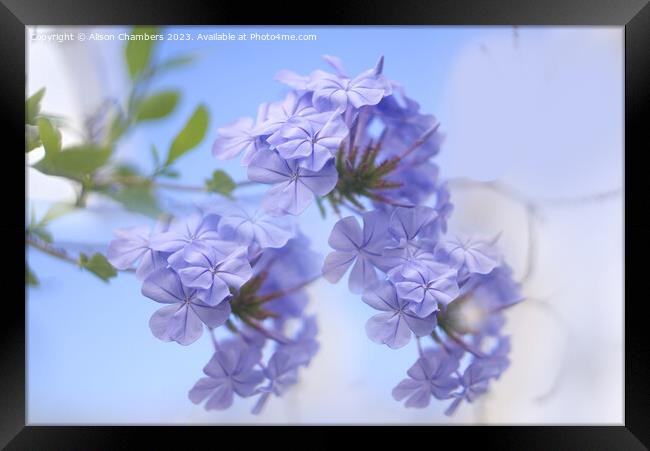 Plumbago Framed Print by Alison Chambers