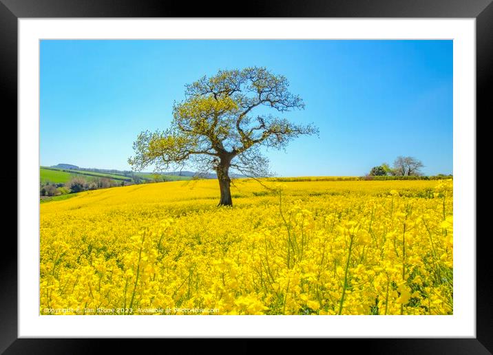 Beauty in Yellow Framed Mounted Print by Ian Stone