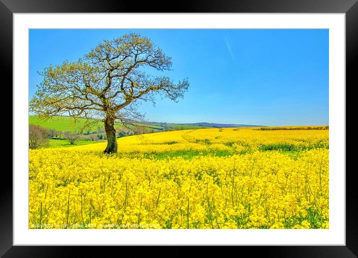 Golden Fields of Spring Framed Mounted Print by Ian Stone