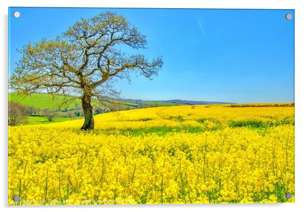 Golden Fields of Spring Acrylic by Ian Stone