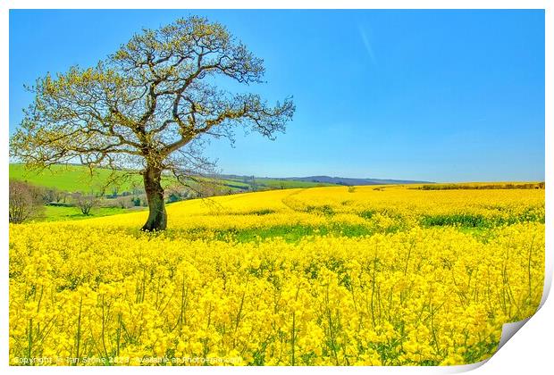 Golden Fields of Spring Print by Ian Stone