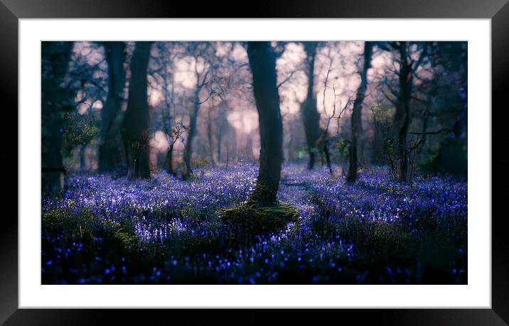 A magical bluebell wood Framed Mounted Print by Picture Wizard