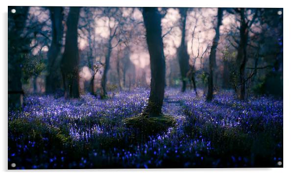 A magical bluebell wood Acrylic by Picture Wizard