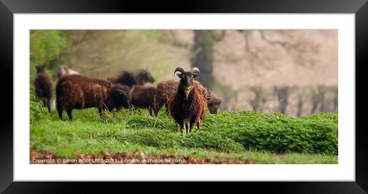 Hebridean shaggy sheep panoramic view Framed Mounted Print by Simon Bratt LRPS