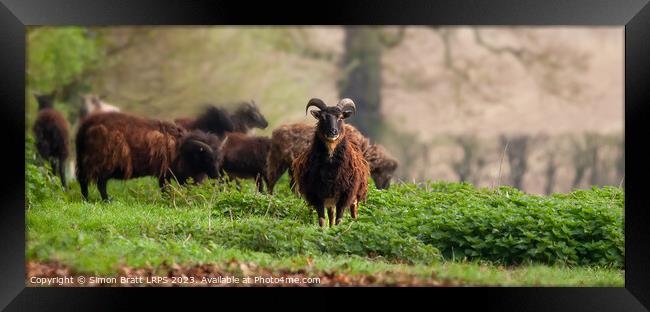 Hebridean shaggy sheep panoramic view Framed Print by Simon Bratt LRPS