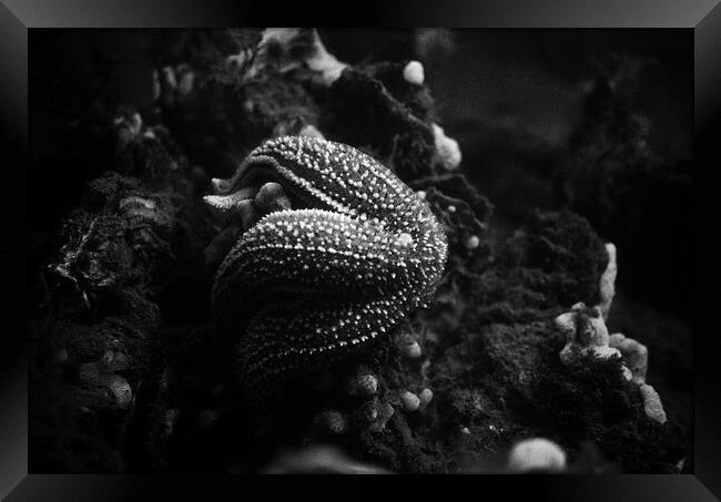 starfish eating a mussel in black and white Framed Print by youri Mahieu