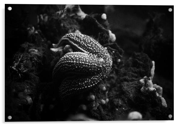 starfish eating a mussel in black and white Acrylic by youri Mahieu