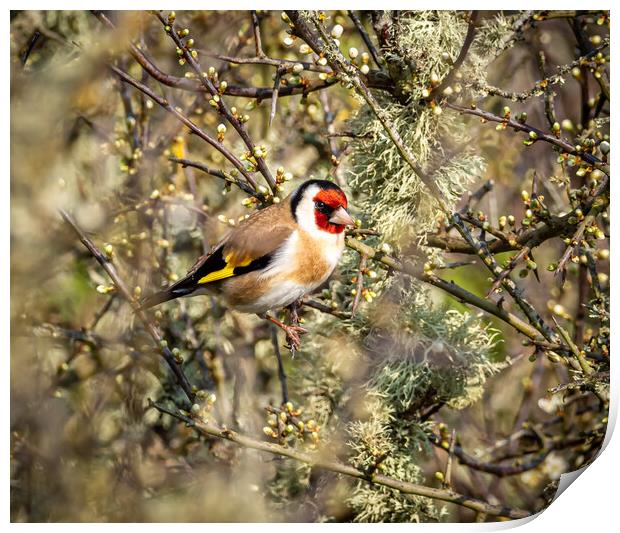 The Beautiful Goldfinch.   Print by Colin Allen