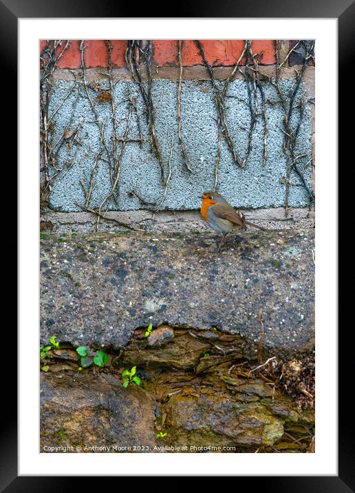 Robin Framed Mounted Print by Anthony Moore