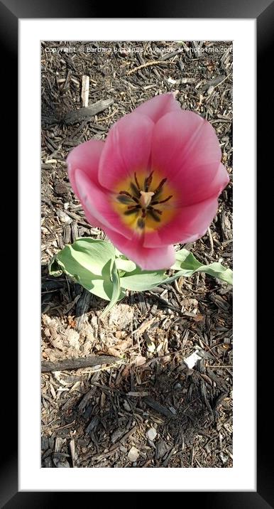 Plant flower Framed Mounted Print by Barbara Rea