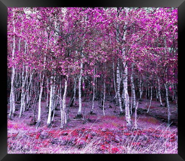 Beautiful pink and purple infrared panorama of a forest. Framed Print by Michael Piepgras