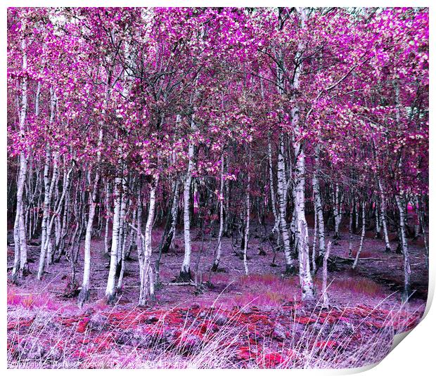 Beautiful pink and purple infrared panorama of a forest. Print by Michael Piepgras