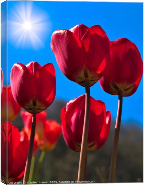 Radiant Red Tulips Canvas Print by Stephen Hamer