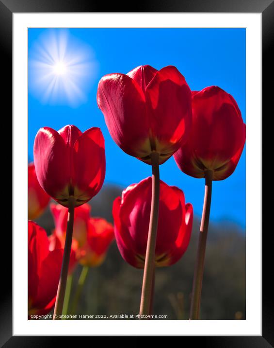 Radiant Red Tulips Framed Mounted Print by Stephen Hamer
