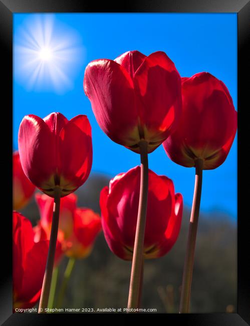 Radiant Red Tulips Framed Print by Stephen Hamer