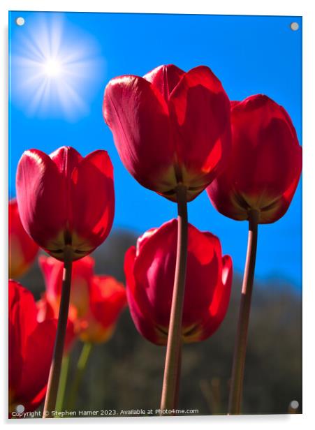 Radiant Red Tulips Acrylic by Stephen Hamer