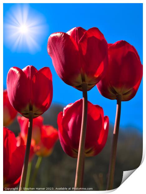 Radiant Red Tulips Print by Stephen Hamer