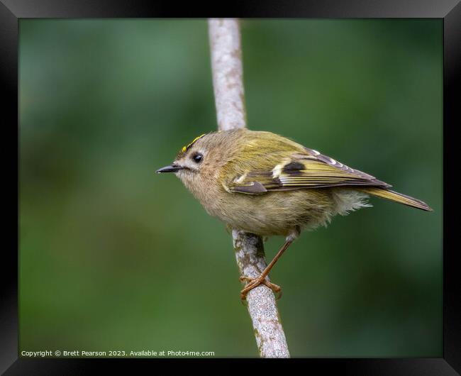 Goldcrest Framed Print by Brett Pearson