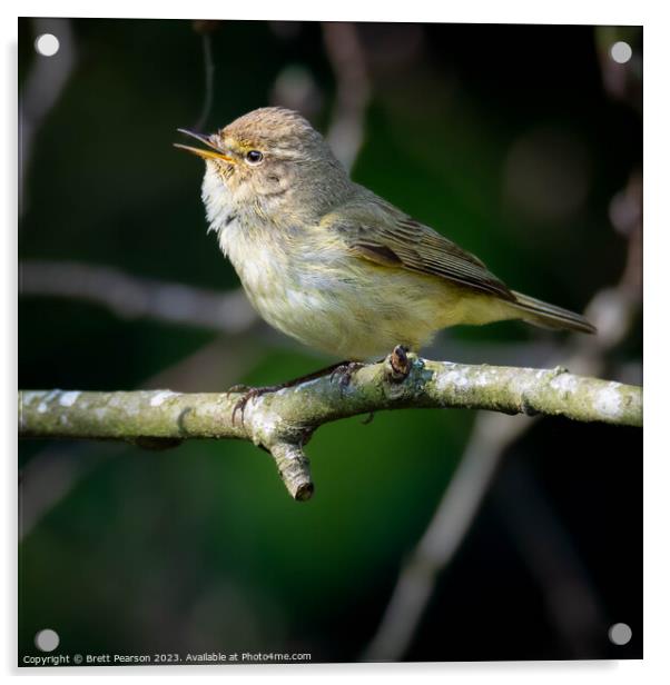 Chiffchaff Acrylic by Brett Pearson