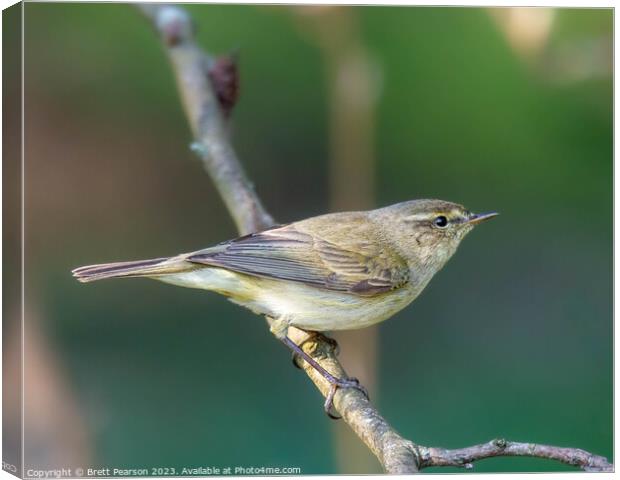 Chiffchaff Canvas Print by Brett Pearson