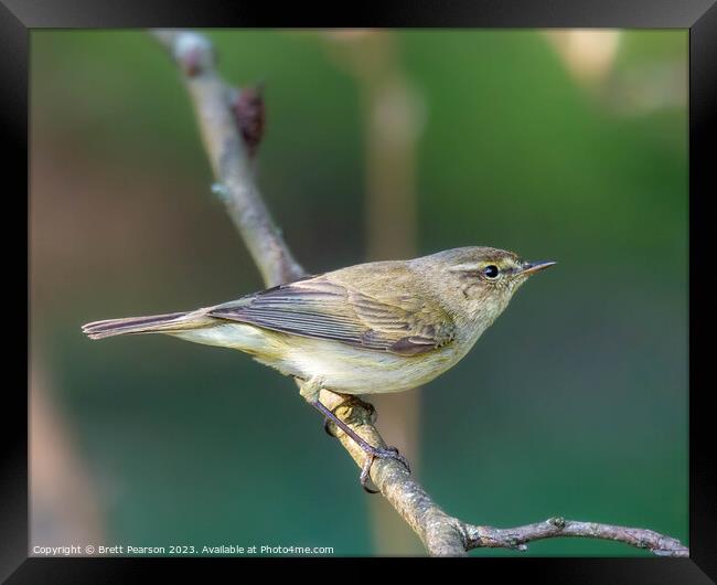 Chiffchaff Framed Print by Brett Pearson