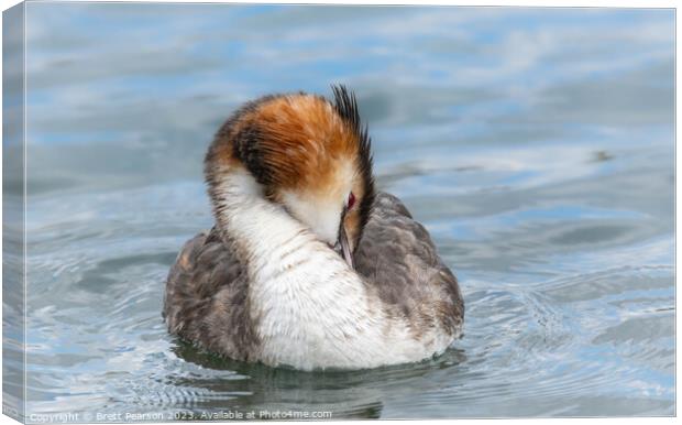 Great Crested Grebe Canvas Print by Brett Pearson