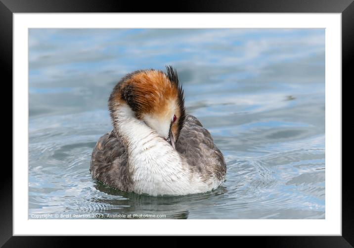 Great Crested Grebe Framed Mounted Print by Brett Pearson