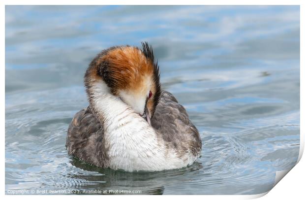 Great Crested Grebe Print by Brett Pearson