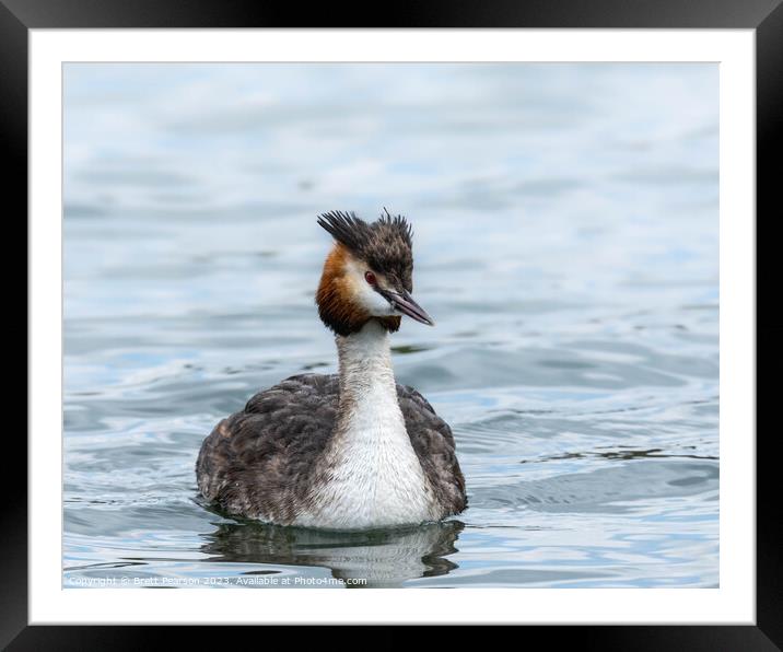 Great Crested Grebe  Framed Mounted Print by Brett Pearson