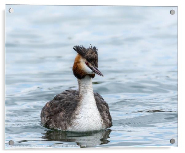 Great Crested Grebe  Acrylic by Brett Pearson