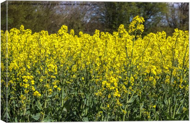 Yellow field of flowering rape and tree against a blue sky with  Canvas Print by Michael Piepgras