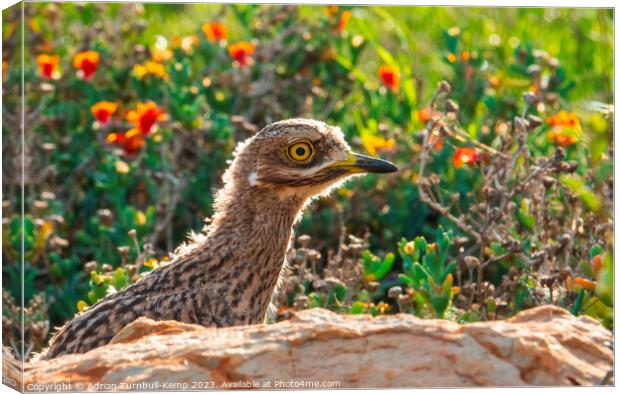 Spotted thick-knee chick Canvas Print by Adrian Turnbull-Kemp